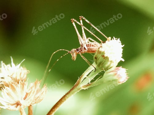 Preview: Scudder’s bush katydids,Nature background photo