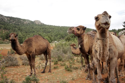Preview: Grazing camels of nomads Turkey