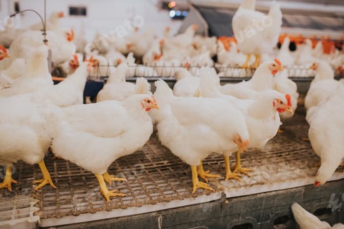 Preview: Selective focus shot of indoors chicken farm, chicken feeding
