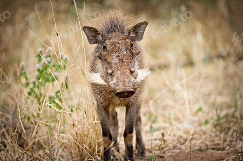 Preview: Wild Warthog in East Africa