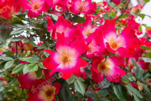 Preview: Rosa moyesii moyes rose flower in red