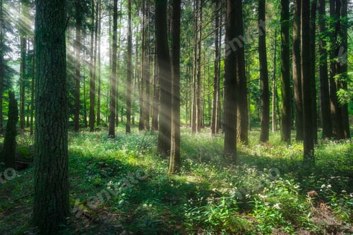 Preview: Beautiful light in the forest. Foreste Casentinesi national park, Tuscany, Italy.