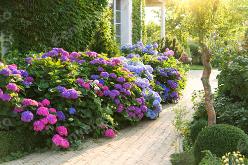 Preview: Beautiful flowers in the garden with hydrangeas
