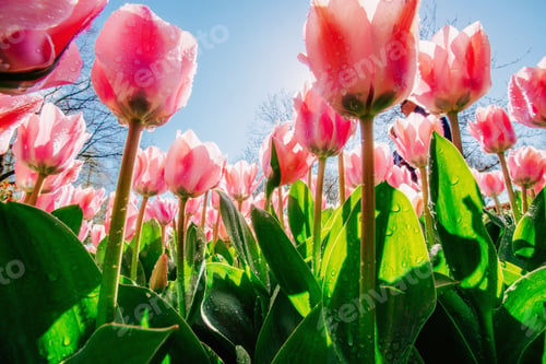 Preview: the sunlight shines through the beautiful spring tulips