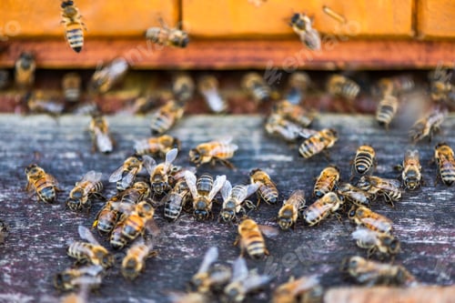 Preview: Heneybee or Honey Bee at Entrance to Beehive. Ecological Honey Production in Countryside.