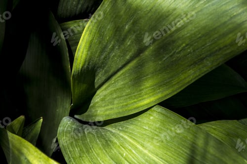 Preview: Closeup shot of aspidistra leaves