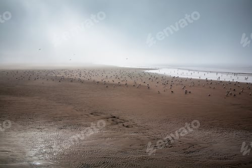 Preview: sea gull flying across a golden sandy beach during low tide