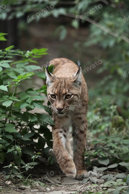 Preview: Close-up portrait of an Eurasian Lynx (Lynx lynx)