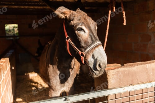 Preview: A brown donkey inside the stable in day