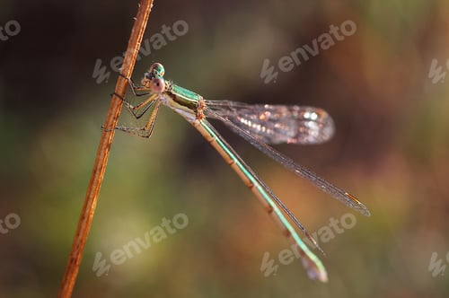 Preview: Dragonfly (Lestes Barbarus)