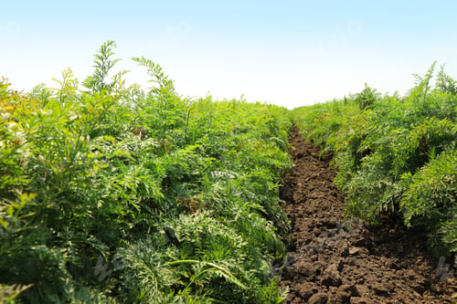 Preview: Beautiful view of carrot field on sunny day. Organic farming