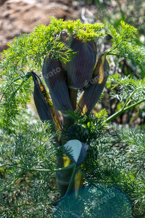 Preview: Ferula communis, the giant fennel, flowering plant background, texture.
