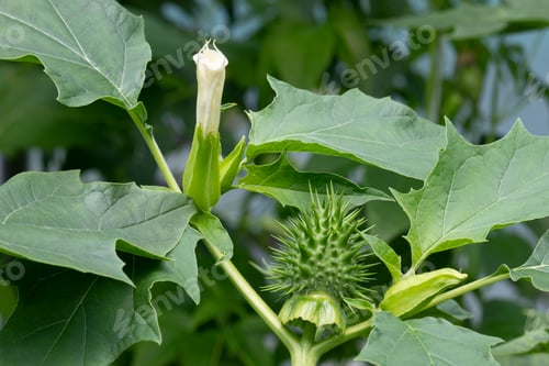 Preview: Datura stramonium flower and thorn apple