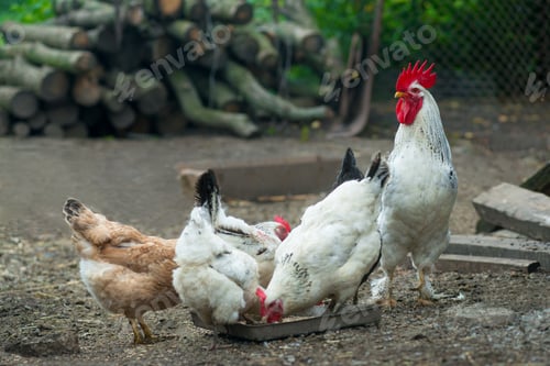 Preview: Chickens on traditional free range poultry farm