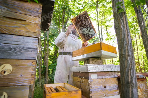 Preview: Beekeeping occupation