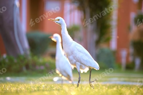 Preview: White cattle egret wild bird, also known as Bubulcus ibis, walking on green lawn