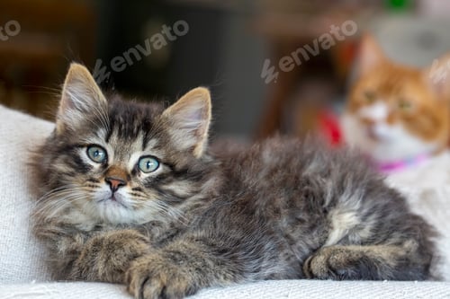 Vorschau: Long haired Norwegian Forest cat