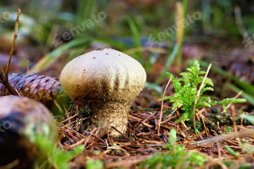 Preview: Puffball mushroom in forest setting
