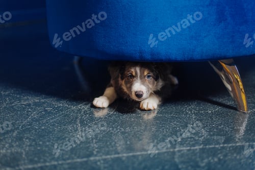 Preview: Adorable Border Collie Puppy Relaxing at Home