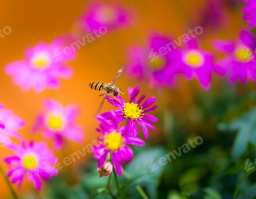 Preview: Hoverfly flying to a magenta daisy flower