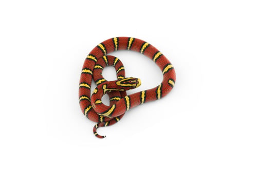 Preview: Burmese Bella Rat Snake isolated on white background
