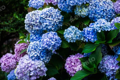 Preview: Hydrangea Flowers in the Garden