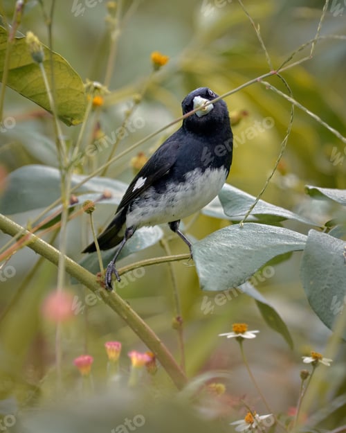 Preview: Black and White Seedeater (sporophila luctuosa). Small bird feeding on spikes
