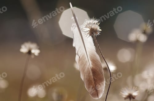 Preview: The feather and wilted dandelion among morning light