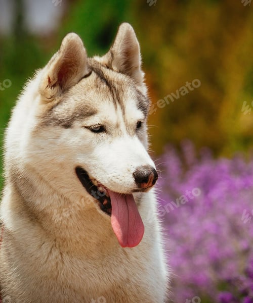 Preview: dog, siberian husky, pets, dogs, wilderness