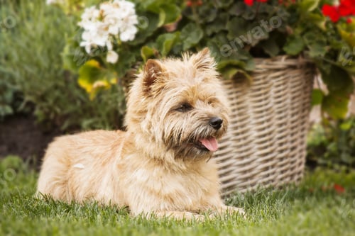 Preview: Cute cairn terrier dog on green grass in the park on a sunny day. Terrier dog breed