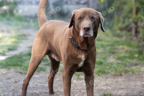 Preview: Brown cute labrador retriever in the garden