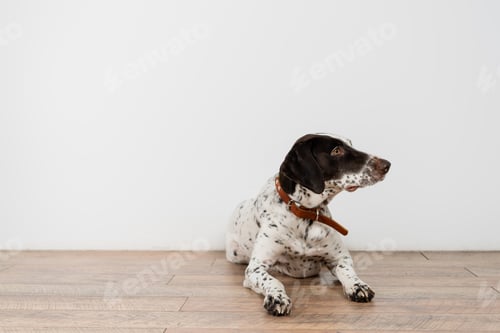 Preview: Dalmatian dog lying on floor near wall at home