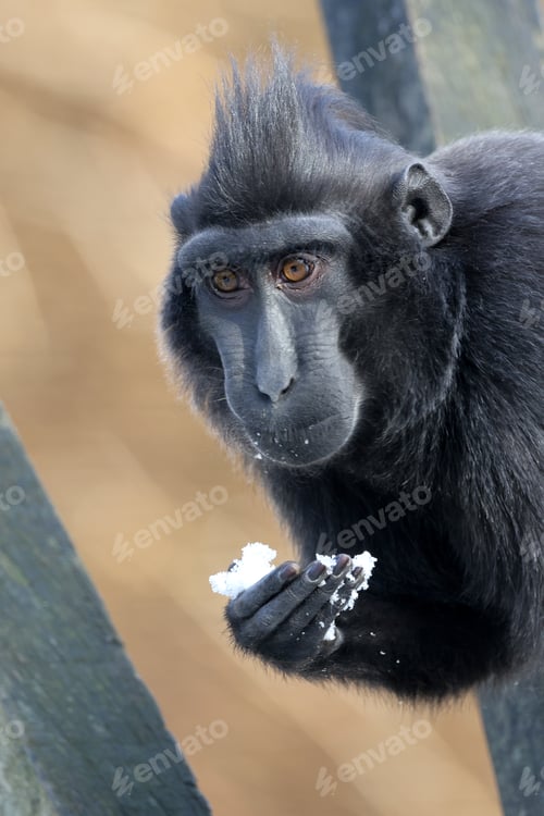 Preview: Close up view of Crested macaque (Macaca Nigra)