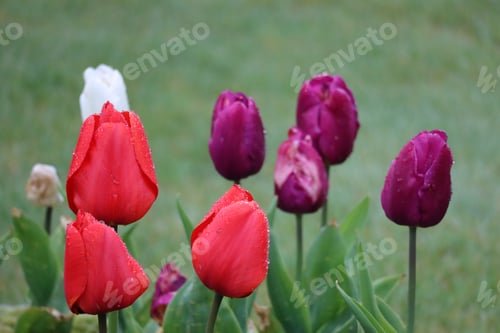 Preview: Colourful tulip flowers