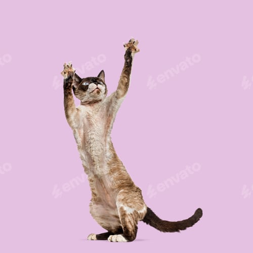 Preview: Adorable devon rex cat standing on hind legs, raising paws and looking up on vibrant pink