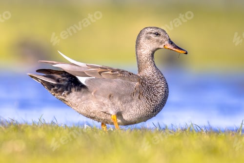 Preview: Gadwall duck in natural wetland habitat