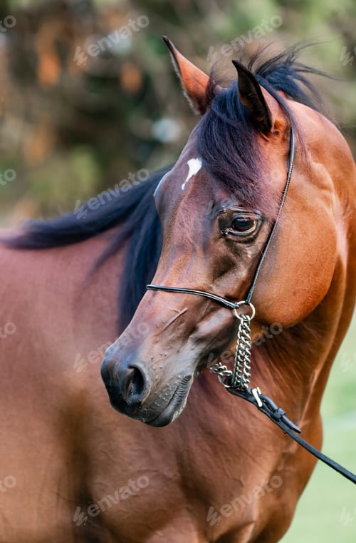 Preview: arabian, horse, mare, stallion, riding