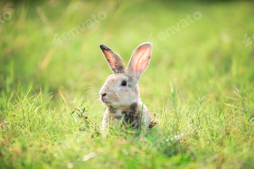 Preview: Charming Little Rabbit Enjoying and playing on Green Grass.