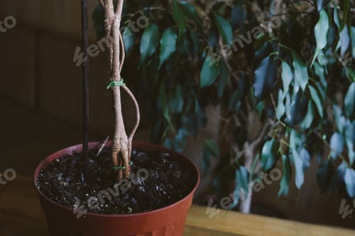 Preview: How to Weave weeping fig Plant Stem. Methods and patterns of weaving ficus Benjamina at home. Woman