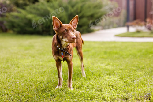 Preview: Australian Kelpie puppy outside in the yard on the green lawn
