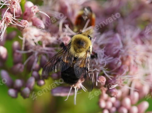 Preview: Bumblebee on a flower collecting nectar