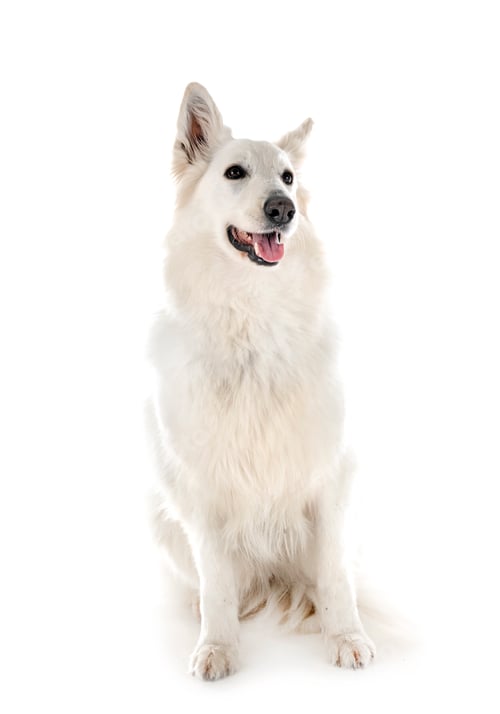 Preview: White Swiss Shepherd Dog
