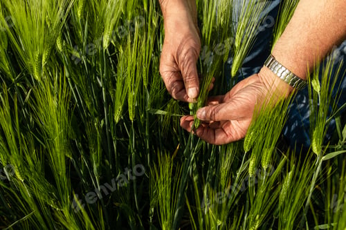 Preview: Close up of senior farmer hands on field holding wheat crop in his hands.
