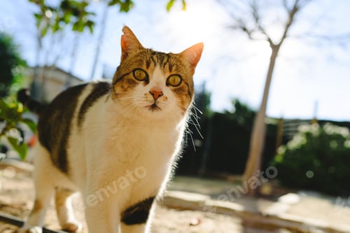 Preview: Portrait of a well-fed white and brown common cat.