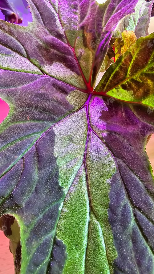 Preview: Decorative house plants. Decoration of room interior. Large colored leaves.