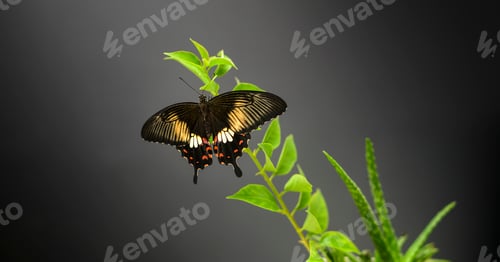 Preview: Beautiful Swallowtail butterfly closes up photograph against the dark background.