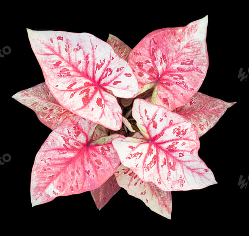 Preview: Beautiful colorful caladium on Black background isolate with clipping path. Queen