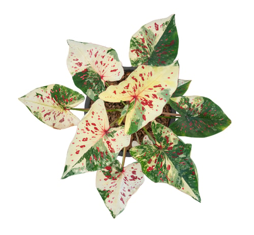 Preview: caladium on white background isolate with clipping path. Queen of the leaves plants. Colorful of bo
