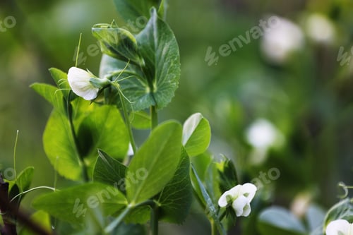 Preview: flowering garden pea, pisum sativum, in the garden. pea plant blossom. close up.
