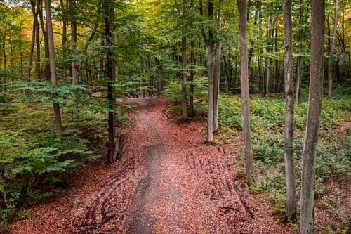 Preview: Leafy footpath in green autumn forest, Poland